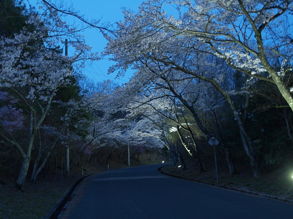夜桜の風景
